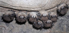 Bats with white-nosed fungus. Credit: Al Hicks, New York Dept. of Environmental Conservation