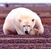 polar bear resting but alert.