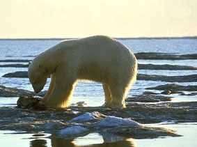 Polar bear. Credit: Dave Olsen / USFWS