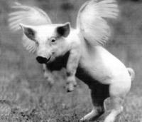 Flying Pig